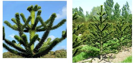 Araucaria Araucana Seeds for Planting Monkey Puzzle Tree - 200 pcs ...