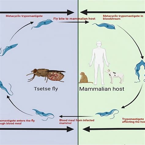 The Image Shows An Infected Periodic Cicada From Massospora Cicadina