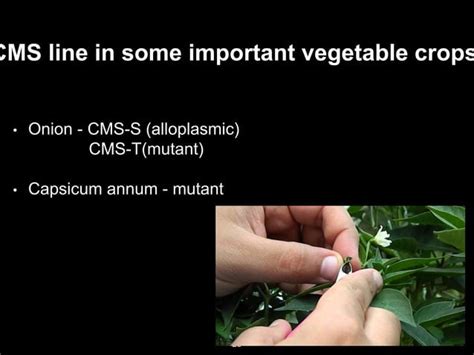 Male Sterility And Self Incompatibility In Crop Plants Ppt