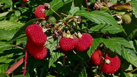 Rubus Probus By Paco Meijer On Deviantart
