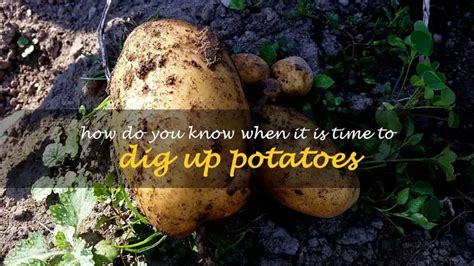 how do you know when to dig potatoes