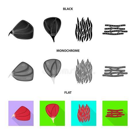 Vector Illustration Of Fiber And Muscular Symbol Collection Of Fiber