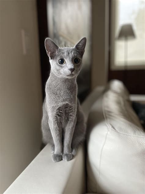 568 best r/russianblue images on Pholder | My kitten is here 😍