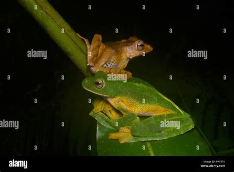 A Wallace S Flying Frog Rhacophorus Nigropalmatus And A File Eared