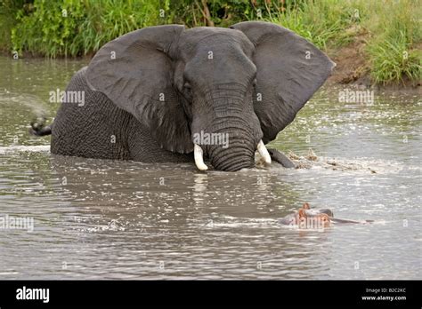 African Bush Elephant Loxodonta Africana And A Hippopotamus Hippopotamus Amphibius In The