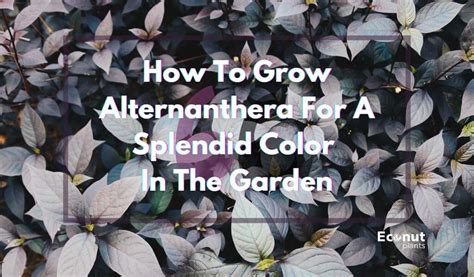 How To Grow Alternanthera For a Splendid Color In The Garden