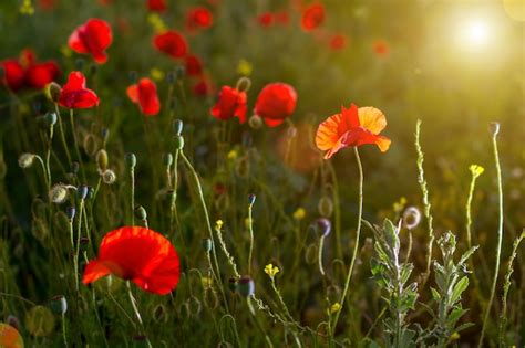 Coquelicots Au Coucher Du Soleil Champ De Coquelicot Photo Premium