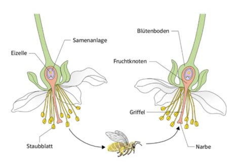 Botanik Früchte Karteikarten Quizlet