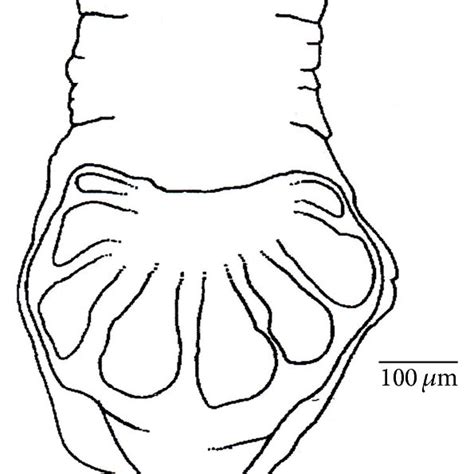 A Aeolosoma Sp Anterior End B Tubifex Sp Anterior End C Download Scientific Diagram