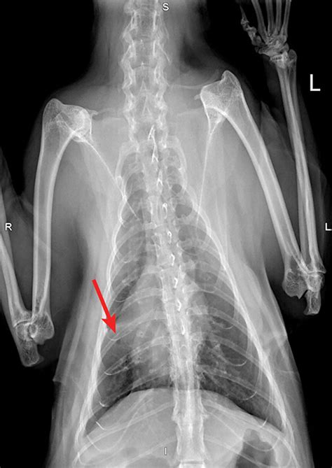 Common Pulmonary Diseases In Cats Clinician S Brief