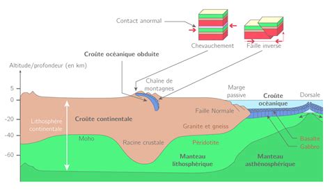 Kartable Terminale S Svt Spécifique Schémas De Synthèse Les