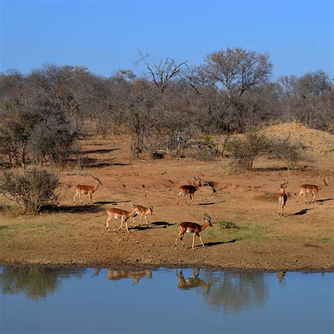 Bushveld 1080P, 2K, 4K, 5K HD wallpapers free download | Wallpaper Flare