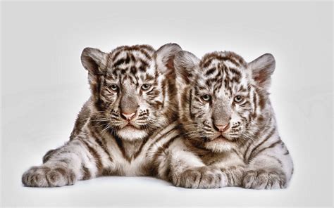 White Tiger Cubs Wallpapers - Top Free White Tiger Cubs Backgrounds - WallpaperAccess