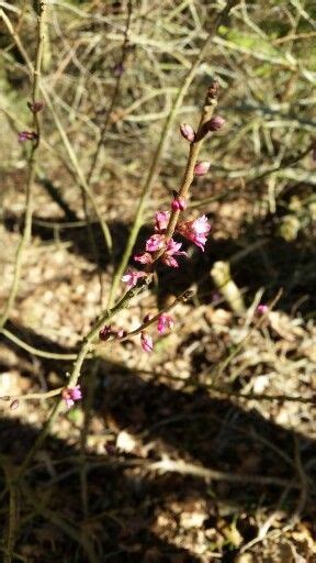 Волчье лыко