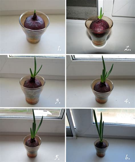 Контейнер для выращивания лука в домашних условиях