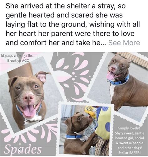 New Staten Island Animal Shelter Nia Denton