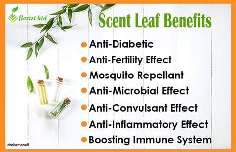 Nature's Secret: Unbelievable Benefits Of Scent Leaf