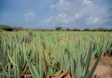 Essentials Face Set | Face | Aruba Aloe