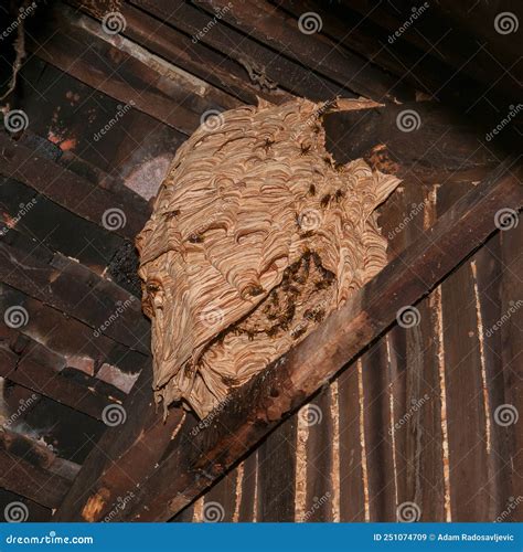 Hornet Nest A Dangerous Pest On The Roof Of The House Stock Image Image Of Danger Hornets