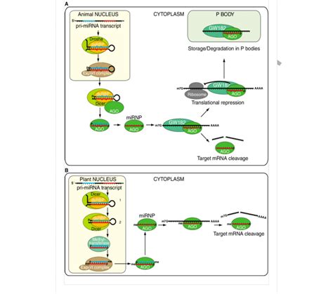 Biogenesis and mode of action of miRNAs. miRNA biogenesis in (A ...