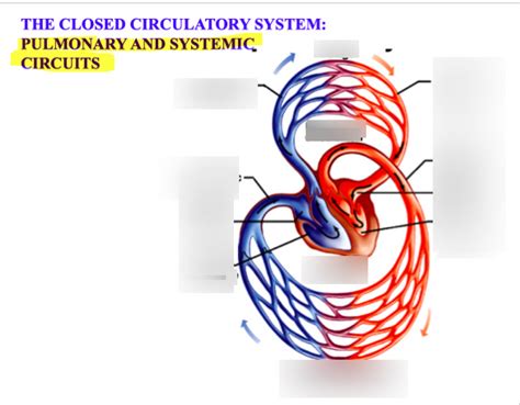 Cardiovascular System Pulmonary And Systemic Circuits Diagram Quizlet