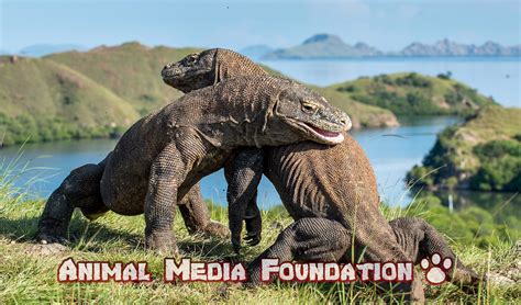 All About Komodo Dragon! - Animal Media Foundation