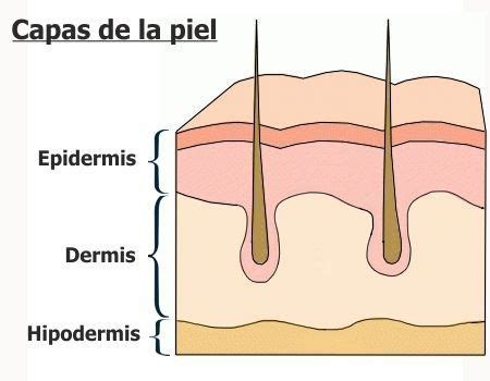 Capas De La Piel Y Sus Caracter Sticas Anatom A De La Piel Capas De