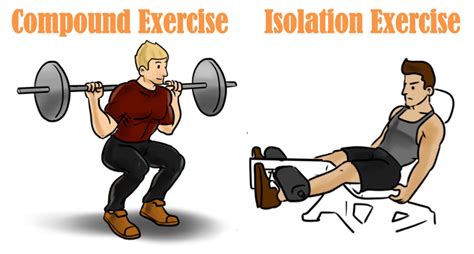 Compound Vs Isolation Exercise Physique Time