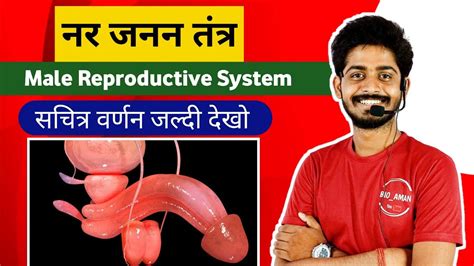 नर जनन तंत्र Male Reproductive System Nar Janan Tantra In Hindi