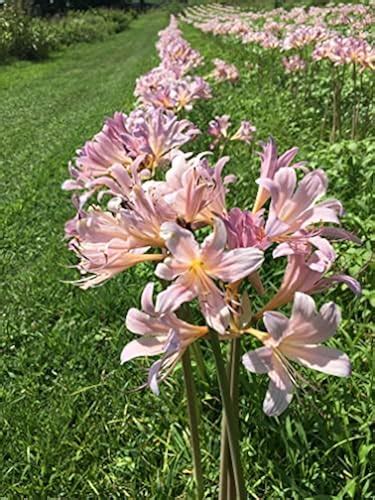 Bareroot Pink Spider Lily Surprise Lily Naked Lady Lily Resurrection Lily In Oman Whizz