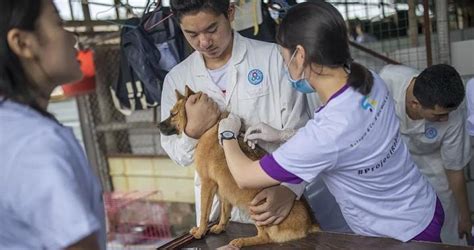 男孩被狗抓伤患狂犬病离世，专家：消除犬传人狂犬病应给动物打疫苗狂犬病犬类王传林新浪新闻