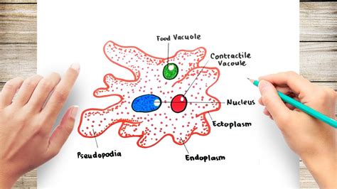 How To Draw And Label Amoeba Diagram Step By Step L Amoeba 40 Off