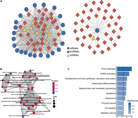 Frontiers Characterization Of Dysregulated Lncrna Associated Cerna