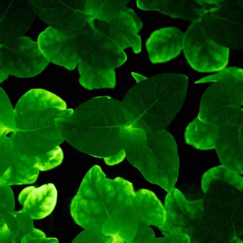 Российские ученые создали растения, светящиеся в темноте - РИА Новости ...