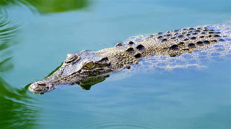 Inundațiile Din Australia Au Adus Crocodilii în Orașe