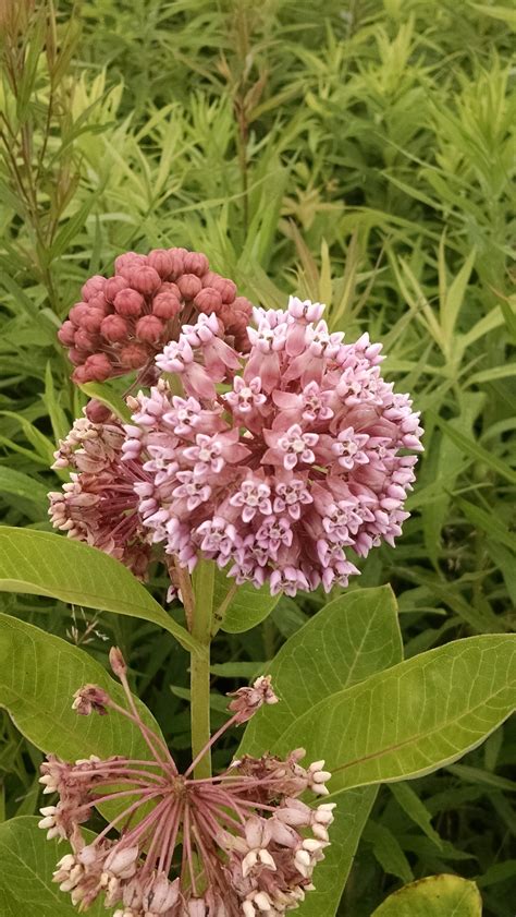 Common Milkweed - (Asclepias syriaca) | Powell's Native Wildflowers