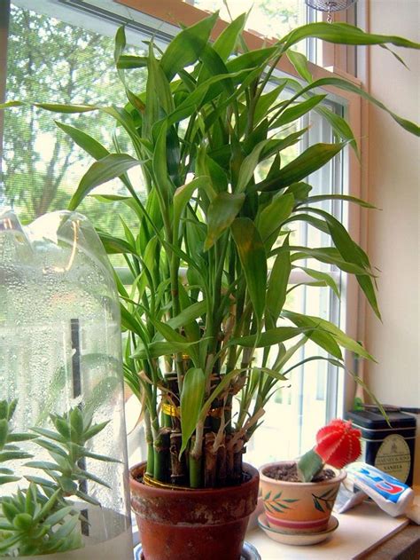 Lucky Bamboo Care How To Grow Dracaena Sanderiana