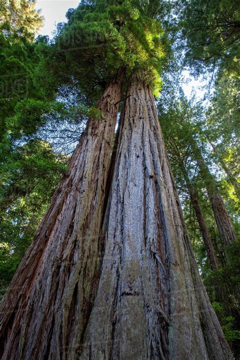 Giant redwoods on the Lady Bird Johnson Trail in Redwood National Park ...