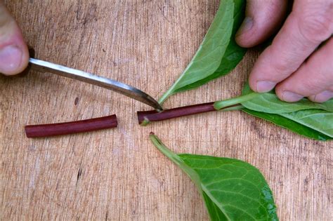 Terrace Gardening Propagation Of Plants Through Cutting