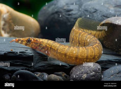 zebra spiny eel mastacembelus zebrinus  stones  water stock