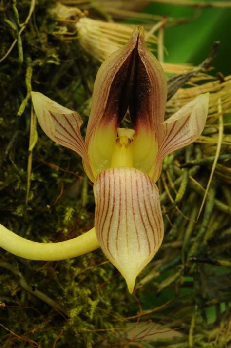 Bulbophyllum Hahlianum Hortus Botanicus Leiden Netherlands