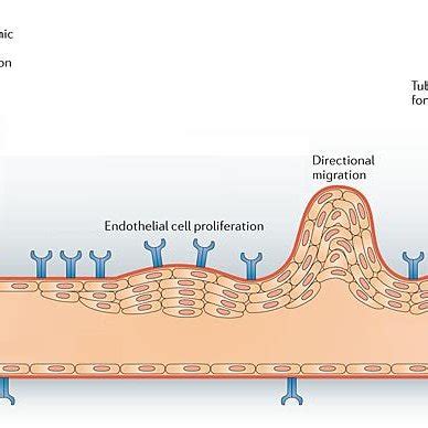 2 Cellular and molecular interactions during angiogenesis. Angiogenesis... | Download Scientific ...