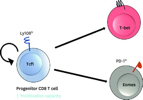 Model of CD8 T cell heterogeneity during chronic antigen stimulation ... 