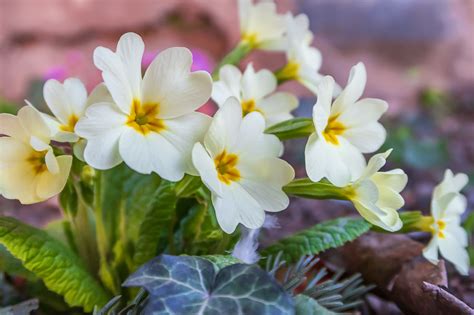 February Birth Flower Primrose | Best Flower Site