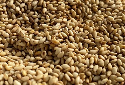 Facts About Sesame Wikifarmer