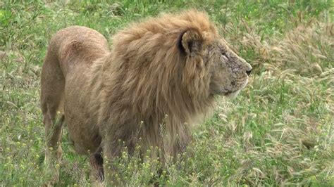 Брутальный лев Гек стал ласковым котом, в чем секрет?) - YouTube