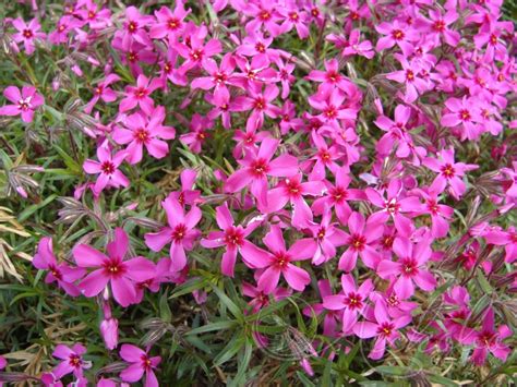Флокс шиловидный (Phlox subulata `Scarlet Flame`) - Флокс шиловидный ...