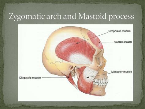 Ppt Sex Determination From Human Skeletal Remains Skull Pelvis