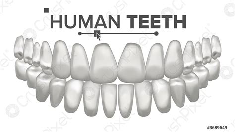 Tooth Mouth Anatomy Vector Human Teeth Healthy White Teeth Dentistry ...