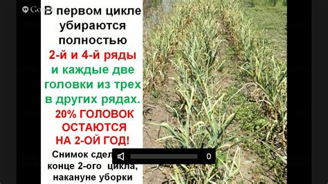 Огороду - естественное плодородие! Бублик Б.А. - YouTube